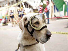 Frida The Rescue Dog Emerges As Hero Of Mexican Earthquake Frida The Rescue Dog Emerges As Hero Of Mexican Earthquake