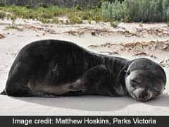 Adorable Baby Seal Found Napping On Beach Swam 200 Km Across Antarctic