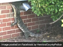 Cops Find Four-Foot Lizard Strolling Through Backyard. See Scary Pics