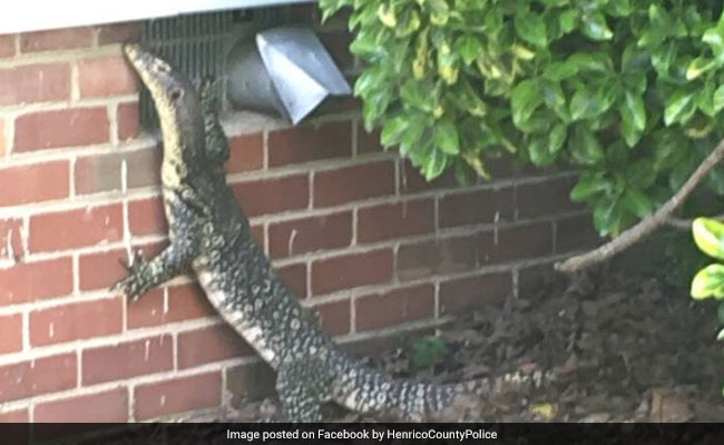 Cops Find Four-Foot Lizard Strolling Through Backyard. See ...