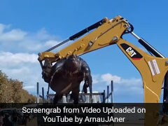 Enormous Sea Turtle Washes Up On Spain Beach. They Called A Crane To Move It