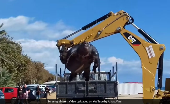 Enormous Sea Turtle Washes Up On Spain Beach. They Called A Crane To Move It