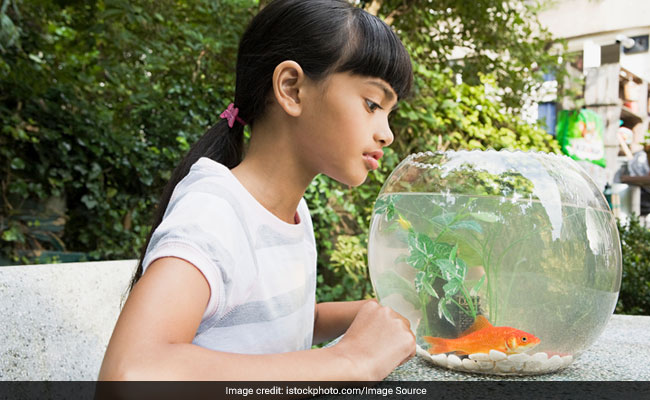 At This Hotel, Lonely Guests Can Rent A Fish For Company