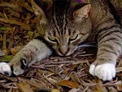 Hemingway's Six-Toed Cats 'Feline' Fine After Hurricane Irma Hits Florida