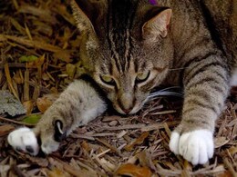 Hemingway's Six-Toed Cats 'Feline' Fine After Hurricane Irma Hits Florida Hemingway's Six-Toed Cats 'Feline' Fine After Hurricane Irma Hits Florida