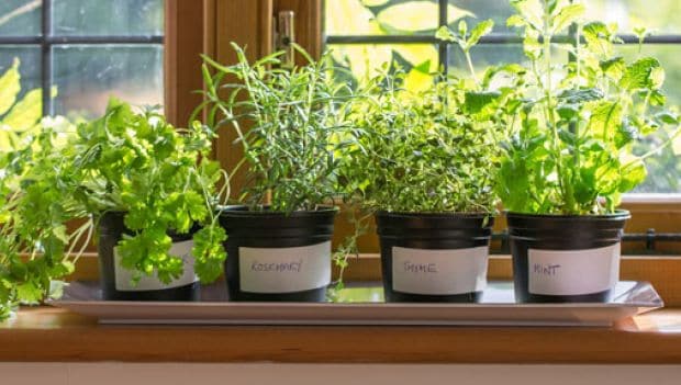The Right Way To Store Fresh And Dried Herbs: Expert Tips
