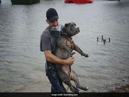 How The Chaos Of Hurricane Katrina Helped Save Pets From Flooding In Texas How The Chaos Of Hurricane Katrina Helped Save Pets From Flooding In Texas