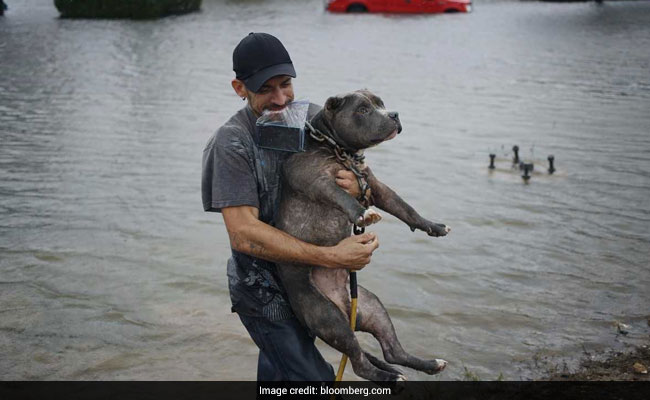 How The Chaos Of Hurricane Katrina Helped Save Pets From Flooding In Texas