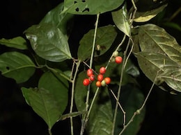 Dr APJ Abdul Kalam Now Has A New Medicinal Plant Species Named After Him Dr APJ Abdul Kalam Now Has A New Medicinal Plant Species Named After Him
