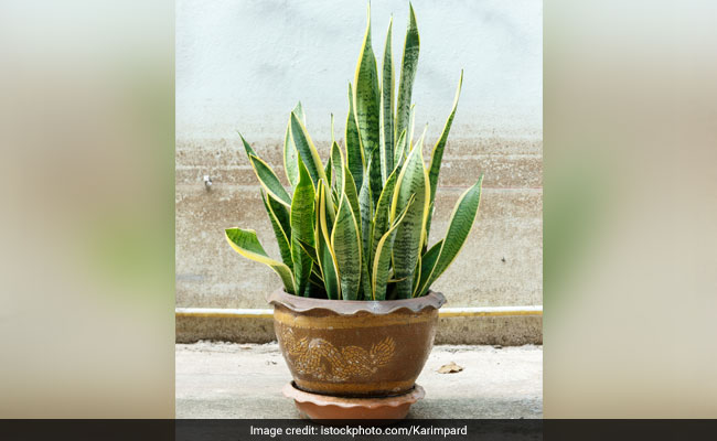 keeping plants indoors have many health benefits