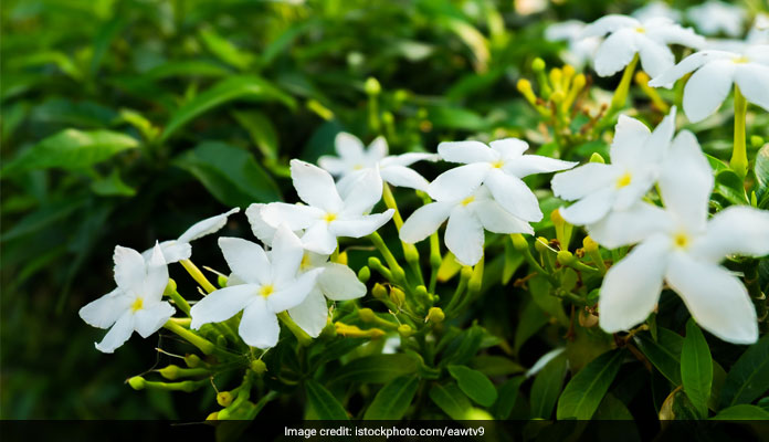 keeping plants indoors have many health benefits