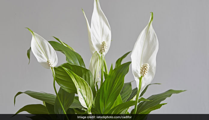 keeping plants indoors have many health benefits