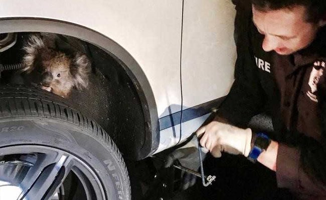 Koala Survives 16 Km Journey Trapped Under Vehicle Tire