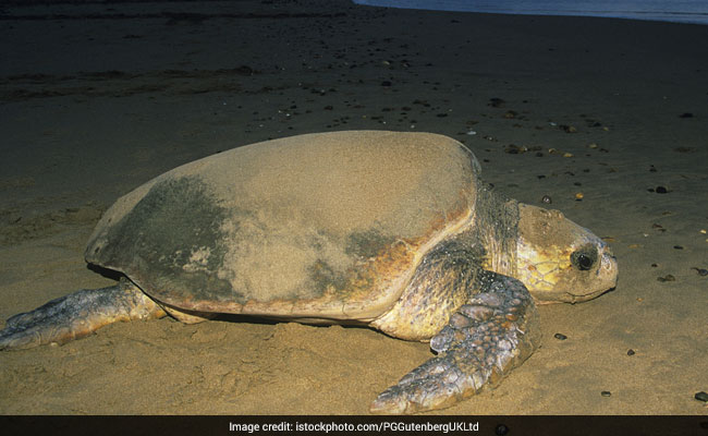 Enormous Sea Turtle Washes Up On Spain Beach. They Called A Crane To ...