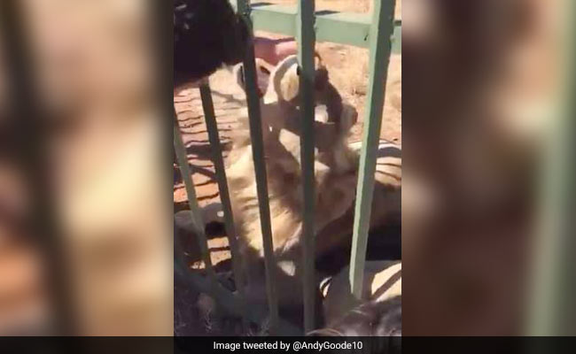 Video: Man Pets Lion, Soon Realises It Was A Terrible Idea