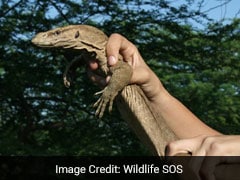 Delhi Secretariat's Unusual Visitor: 2-Foot-Long Monitor Lizard