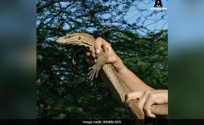 Delhi Secretariat's Unusual Visitor: 2-Foot-Long Monitor Lizard