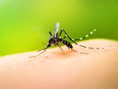 World Malaria Day 2018: 5 Natural Remedies To Keep Mosquitoes Away