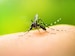 Top 5 Home Remedies For Mosquito Bites You Must Try This Monsoon