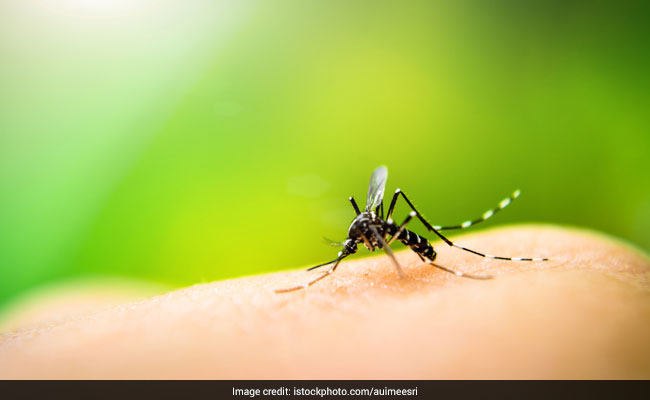 malaria mosquito