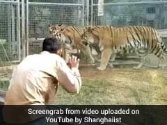 These Tigers Have The Best Reaction To A Man Dancing In Front Of Them