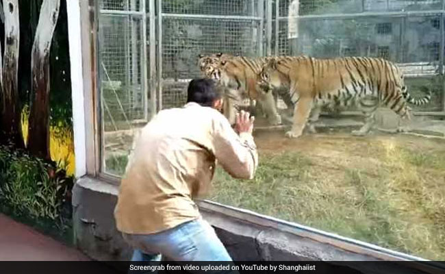 These Tigers Have The Best Reaction To A Man Dancing In Front Of Them