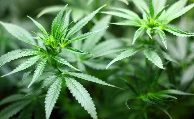 2 Delhi Men Stole Vehicles To Buy Marijuana, Arrested