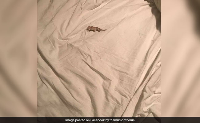 Mum's Post About Finding A 'Mouse' In Her House Is Both Relatable And Funny Mum's Post About Finding A 'Mouse' In Her House Is Both Relatable And Funny