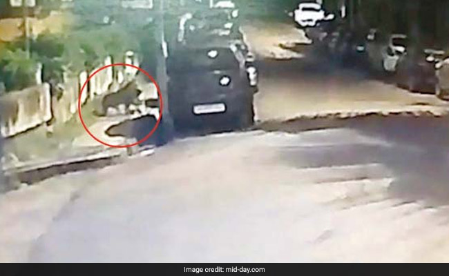 On CCTV, Leopard Hunts In Mumbai Neighbourhood, Drags Its Prey