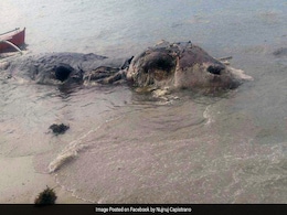Mysterious 32-Foot Sea Creature Washes Up On Beach. See Pics Mysterious 32-Foot Sea Creature Washes Up On Beach. See Pics