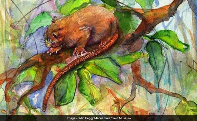 Scientists Discover A Species Of Giant Rat