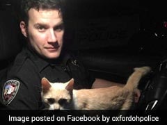 The Cat That Adopted An Officer: It Jumped Into Cop Car, Refused To Leave