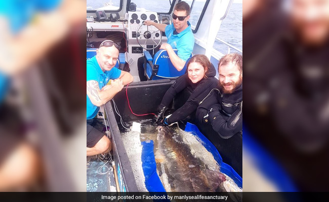 Rescued Great White Shark, Nicknamed 'Fluffy', Released Into Ocean