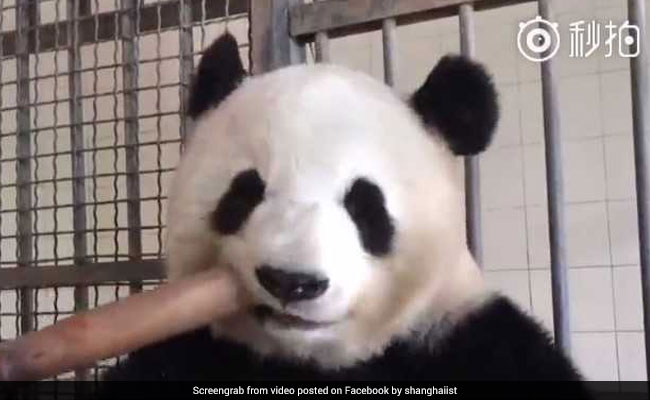 Love Pandas? This Video Is Just For You