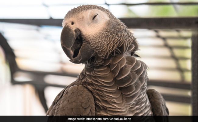 Parrot Goes Online Shopping After Mimicking Owner