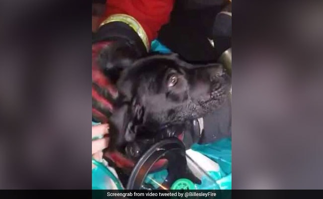 Puppy Fell Unconscious In House Fire. See The Moment He Was Revived