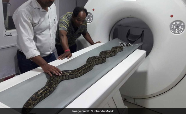 In Odisha, 8-Foot Injured Python Undergoes CT Scan. See Pics