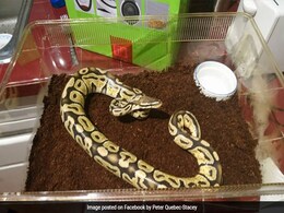 Man Finds Python In Basement. You Won't Believe What He Does Next Man Finds Python In Basement. You Won't Believe What He Does Next