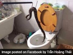 Python In Toilet Scares UK Family, Owner Apologises