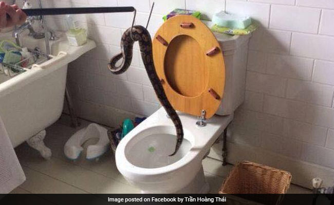 Python In Toilet Scares UK Family, Owner Apologises