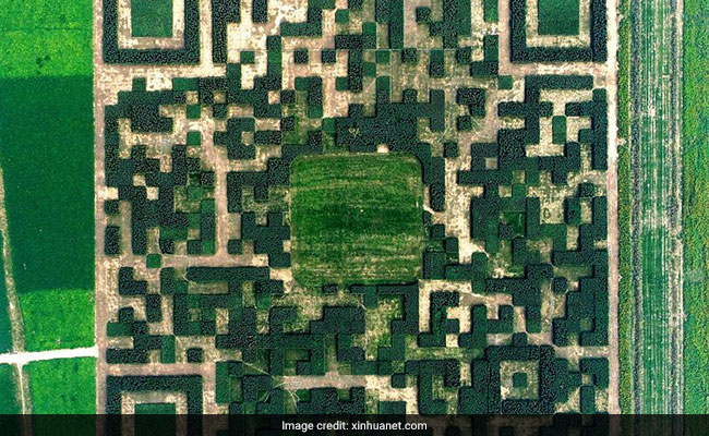 एक लाख से अधिक पेड़ों से बनाया गया विशाल ‘QR कोड’, आसमान से होगा स्कैन