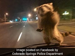 Daredevil Raccoon Hitches Ride On Police Car, Becomes Social Media Star