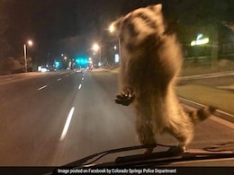 Daredevil Raccoon Hitches Ride On Police Car, Becomes Social Media Star Daredevil Raccoon Hitches Ride On Police Car, Becomes Social Media Star