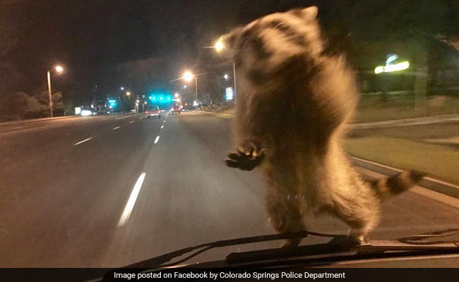 Daredevil Raccoon Hitches Ride On Police Car, Becomes Social Media Star