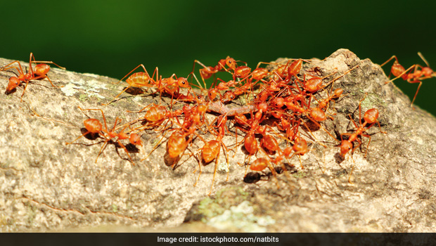 In Odisha, People Collect Red Ants From Trees To Make This Chutney