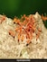 In Odisha, People Collect Red Ants From Trees To Make This Chutney