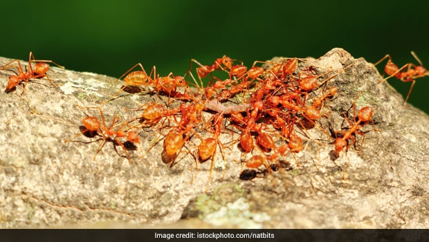 In Odisha, People Collect Red Ants From Trees To Make This Chutney