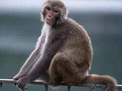 Monkey Steals Cash From Toll Plaza In Uttar Pradesh