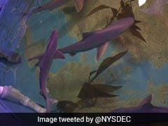 Seven Live Sharks Seized From Basement Of New York Home