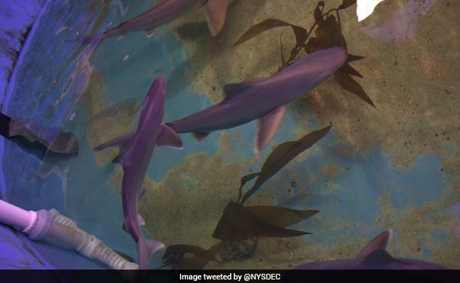 Seven Live Sharks Seized From Basement Of New York Home